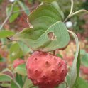 Cornus kousa 'China Girl' fruit